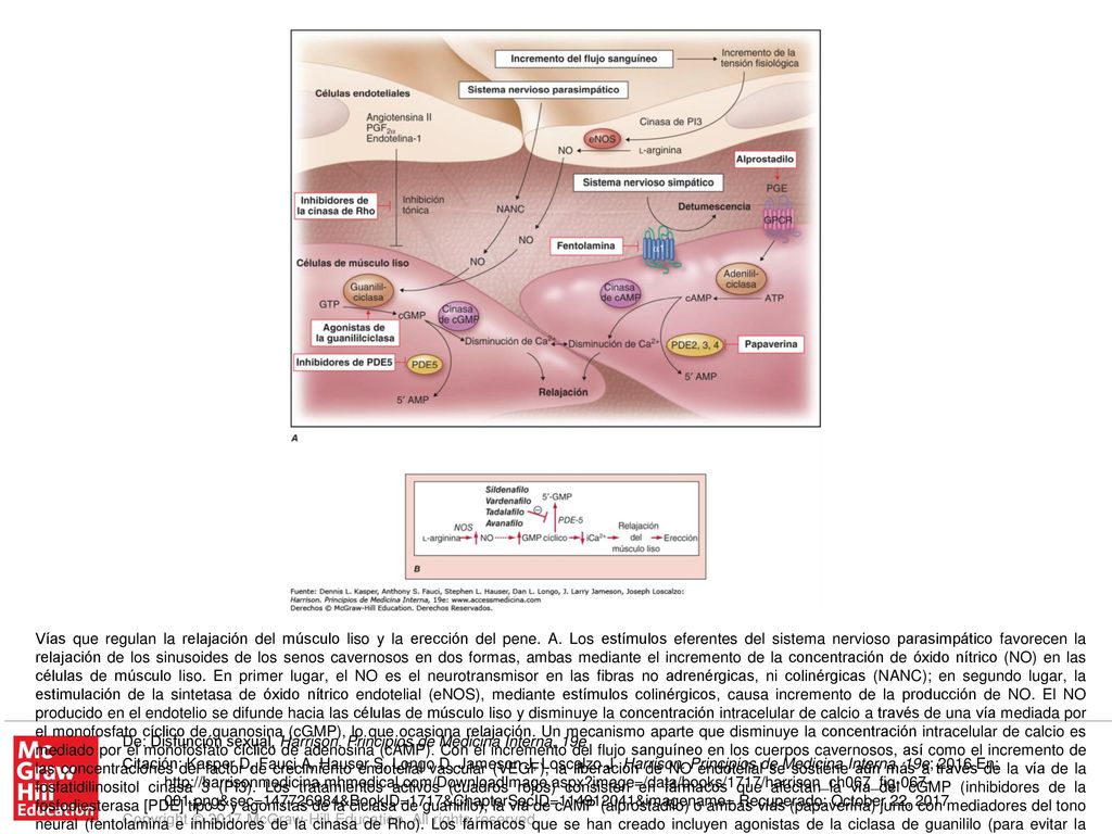 bioquímica de erección